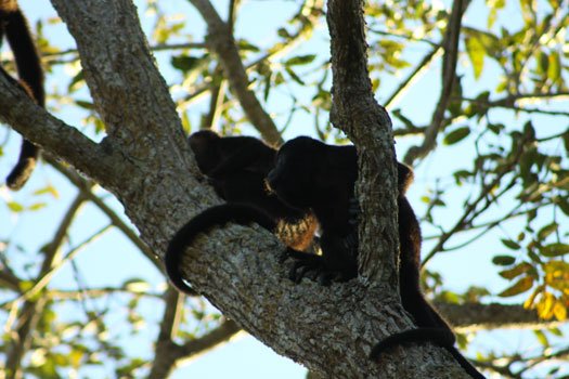 howler monkeys in tree